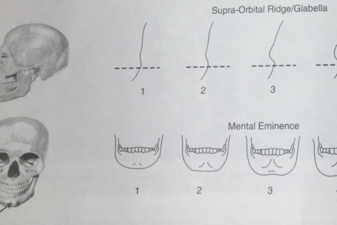 Why  Bone Rugosity Matters