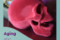 Why  Bone Rugosity Matters